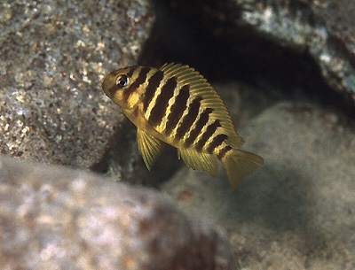 Tropheus sp. 'kipili' Kerenge Island